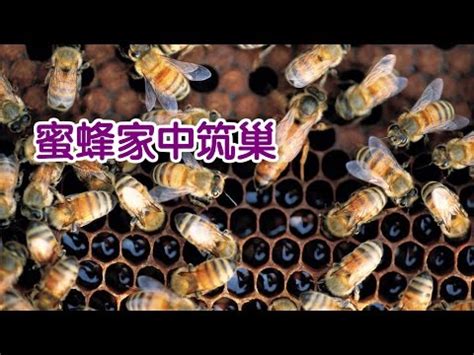 蜜蜂風水|【家中有蜜蜂築巢】家中有蜜蜂築巢：吉兆凶兆一次看！